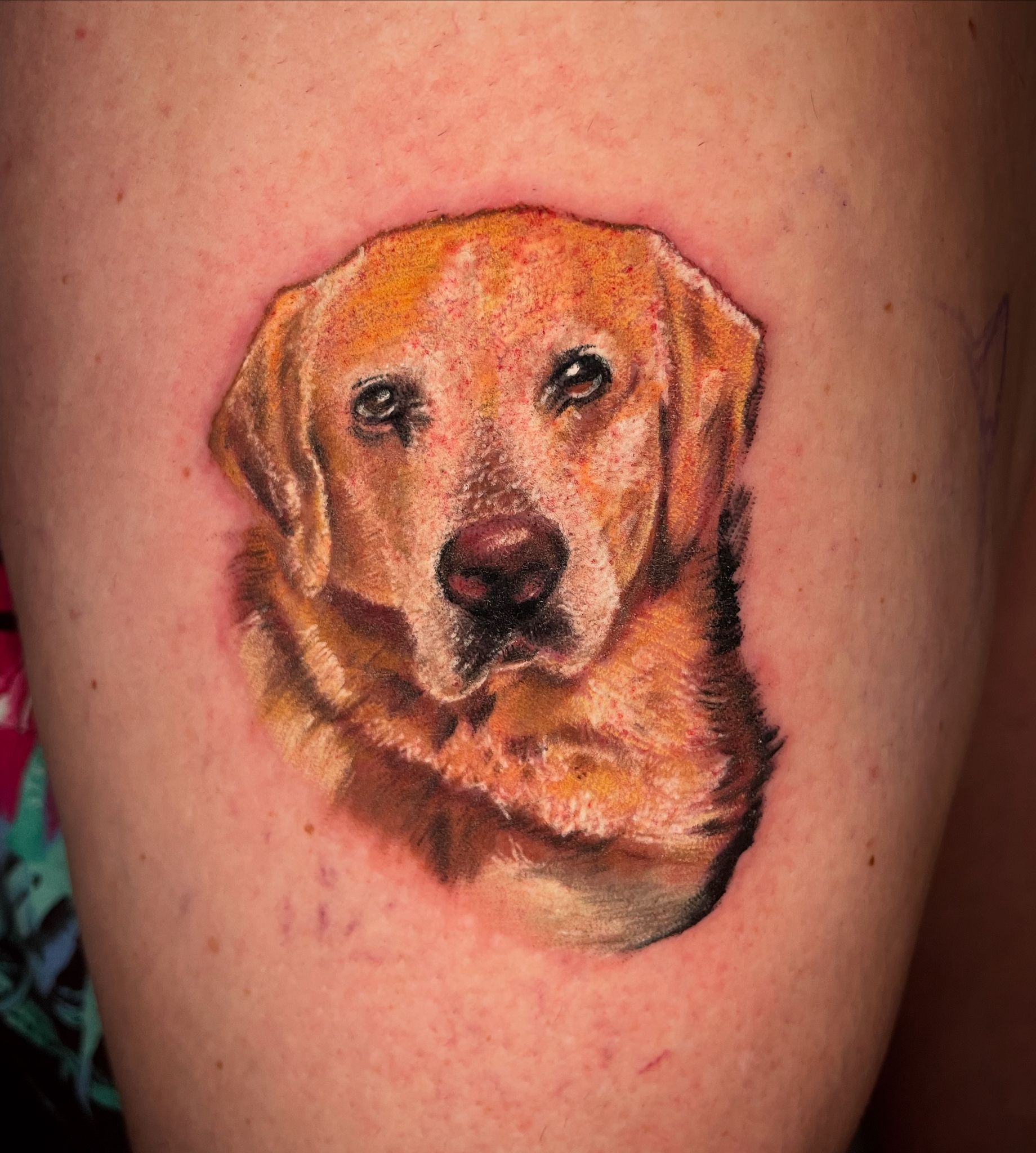 tattoo-labrador